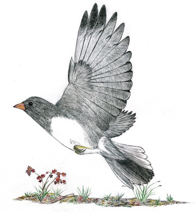 Dark-eyed Junco